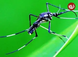 ببینید| 3 گونه از زیباترین پشه های دنیا که شما را شگفت زده می کنند!