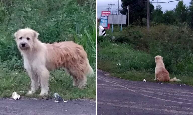 (ویدیو) سگ گمشده‌ای که ۴ سال کنار جاده منتظر ماند تا صاحبش او را پیدا کند 