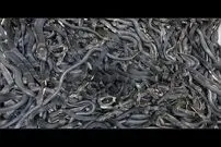 (ویدئو) مزرعه بزرگ پرورش مار کبرا؛ نمایی نزدیک از فرآیند برداشت و طبقه بندی بچه کبرا
