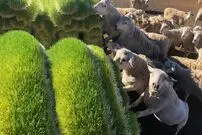 (ویدئو) روش حیرت انگیز آمریکایی ها برای تامین علوفه گاو و گوسفندان؛ پرورش علوفه بدون خاک!