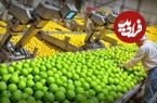 ببینید؛ مراحل کاشت، برداشت، فرآوری صدها تن لیمو ترش و تهیه آبلیمو در آمریکای جنوبی