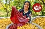ببینید| غذای روستایی در ایران؛ برداشت 300 کیلوگرم آلو و تهیه لواشک با آن ها