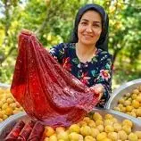 ببینید| غذای روستایی در ایران؛ برداشت 300 کیلوگرم آلو و تهیه لواشک با آن ها