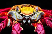 ببینید| خرچنگ سالی لایت فوت؛ زیباترین خرچنگ جهان