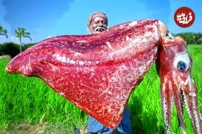 ببینید| غذای روستایی در هند؛ برش و پخت غذا با ماهی مرکب در طبیعت روستا