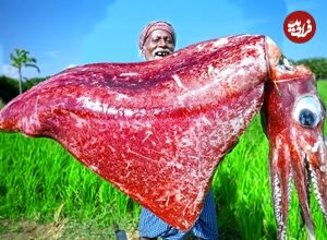 ببینید| غذای روستایی در هند؛ برش و پخت غذا با ماهی مرکب در طبیعت روستا