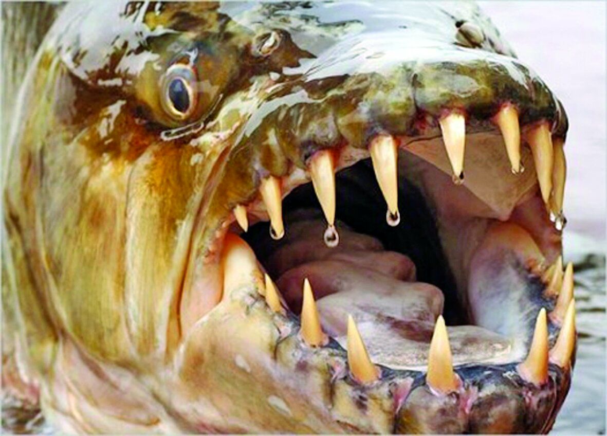 درنده ترین ماهی دنیا کروکودیل هم شکار می کند