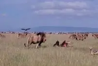 (ویدئو) سرقت ناگهانی شیر نر از ۲۰ کفتار