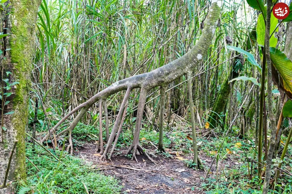 درختی که «پا» دارد و بعضی‌ها می‌گویند «راه می‌رود»