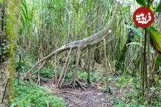 درختی که «پا» دارد و بعضی‌ها می‌گویند «راه می‌رود»