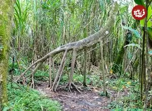 درختی که «پا» دارد و بعضی‌ها می‌گویند «راه می‌رود»