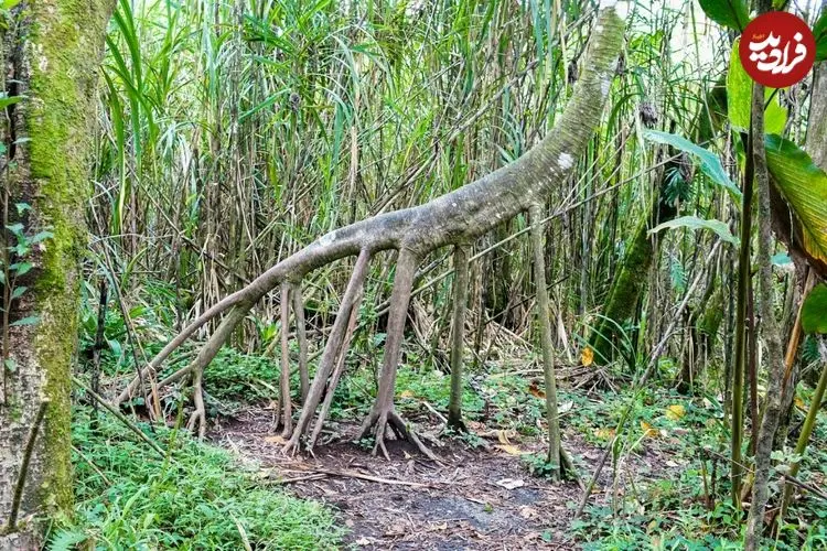 درختی که «پا» دارد و بعضی‌ها می‌گویند «راه می‌رود»