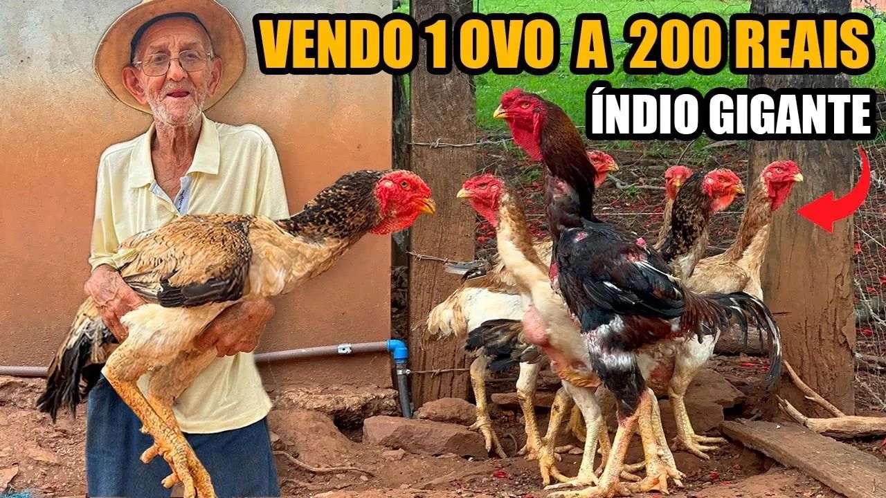 (ویدئو) این پیرمرد 81 ساله، گران ترین مرغ و خروس لاری برزیل را پرورش می دهد