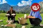 ببینید؛ غذای روستایی در آذربایجان؛ برداشت قارچ های وحشی کوهستان و پخت غذای سنتی با آ نها