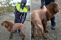 عکس؛ شباهت عجیب چهره این سگ به شیر وحشی!