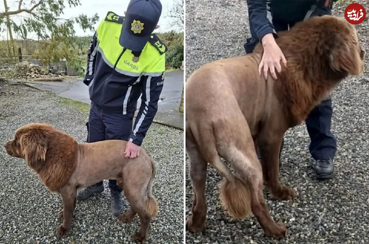 عکس؛ شباهت عجیب چهره این سگ به شیر وحشی!