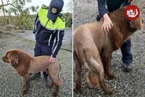 عکس؛ شباهت عجیب چهره این سگ به شیر وحشی!