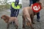 عکس؛ شباهت عجیب چهره این سگ به شیر وحشی!