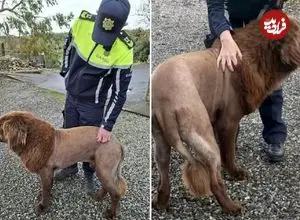 عکس؛ شباهت عجیب چهره این سگ به شیر وحشی!