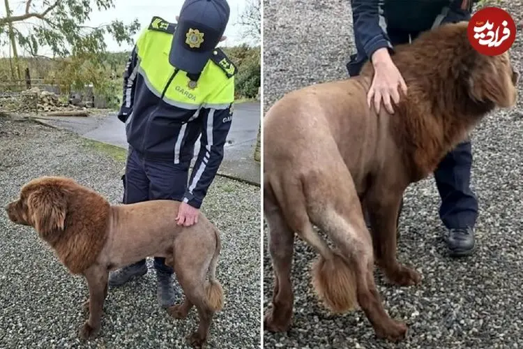 عکس؛ شباهت عجیب چهره این سگ به شیر وحشی!