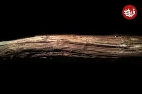 این تکه چوب 430 هزار سال قبل به دست انسان تراشیده شده است