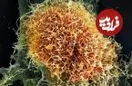 از هانتاویروس تا ابولا: چرا شیوع اخیر ویروس‌ها دانشمندان را سردرگم کرده است؟