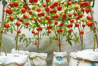 (ویدئو) یک ایده جالب برای پرورش و برداشت گوجه در گونی و در خانه