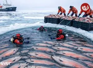 ببینید| چگونه ماهیگیران هزاران ماهی سالمون وحشی را در آلاسکا صید می کنند؟