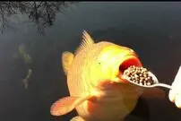 (ویدئو) این ماهی مثل انسان با قاشق غذا می خورد!