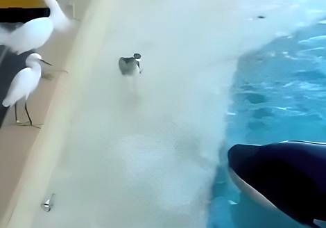 ( ویدیو) هوش بالای نهنگ قاتل برای شکار پرندگان!