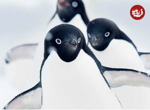 (ویدئو) چرا پنگوئن‌ها تلو تلو می‌خورند؟
