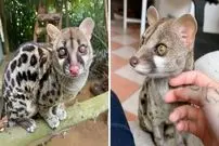 ببینید| مُشکین‌گربه؛ حیوانی بامزه با حرکاتی شبیه میمون ها!