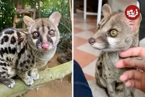 ببینید| مُشکین‌گربه؛ حیوانی بامزه با حرکاتی شبیه میمون ها!