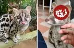 ببینید| مُشکین‌گربه؛ حیوانی بامزه با حرکاتی شبیه میمون ها!