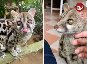 ببینید| مُشکین‌گربه؛ حیوانی بامزه با حرکاتی شبیه میمون ها!