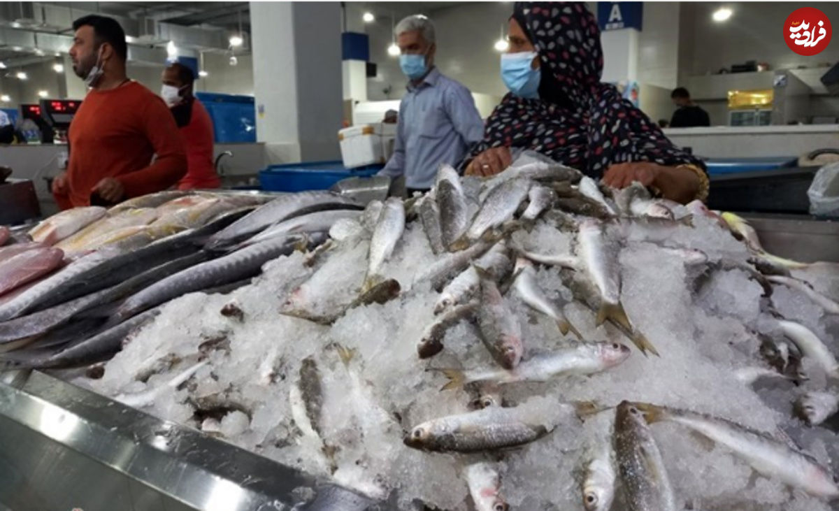 چرا صادرات ماهی کپور ایران لغو شد؟