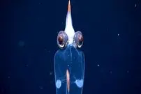 ببینید| تصاویر شگفت‌انگیز از ماهی مرکب شیشه‌ای در عمق ۱۷۲۹ متری اقیانوس