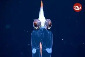 ببینید| تصاویر شگفت‌انگیز از ماهی مرکب شیشه‌ای در عمق ۱۷۲۹ متری اقیانوس