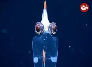 ببینید| تصاویر شگفت‌انگیز از ماهی مرکب شیشه‌ای در عمق ۱۷۲۹ متری اقیانوس