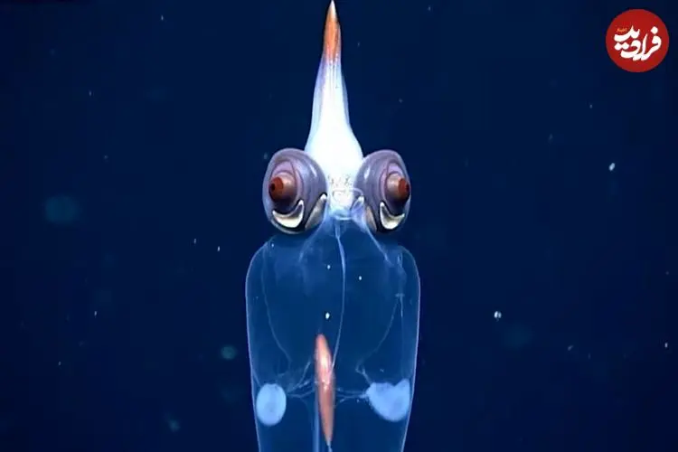 ببینید| تصاویر شگفت‌انگیز از ماهی مرکب شیشه‌ای در عمق ۱۷۲۹ متری اقیانوس
