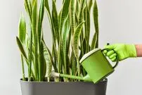 پرفروش ترین گل های آپارتمانی + عکس و قیمت