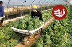 ببینید؛ برداشت هندوانه و تهیه نان با آن در یک کارخانه کره جنوبی