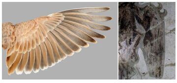 کشف راز پرواز پرندگان در یک الگوی باستانی
