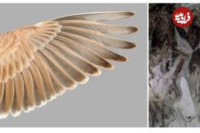 کشف راز پرواز پرندگان در یک الگوی باستانی