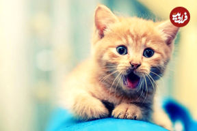 (ویدئو) واکنش باورنکردنی یک گربه پس از شنیدن صدای ویولنسل!