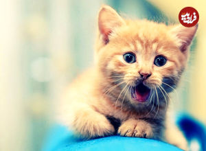 (ویدئو) واکنش باورنکردنی یک گربه پس از شنیدن صدای ویولنسل!