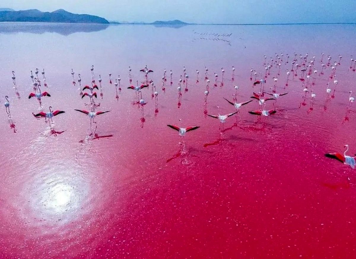دریاچه مهارلو در شیراز قرمز شد!