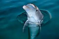 ما انسان‌ها همه‌چیزخوار هستیم؛ اما به یک دلیل هرگز نباید سراغ گوشت دلفین برویم