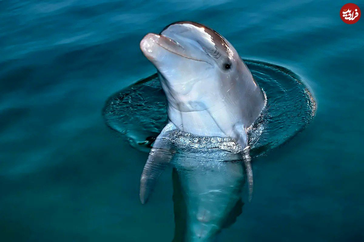 ما انسانها همهچیزخوار هستیم؛ اما به یک دلیل هرگز نباید سراغ گوشت دلفین برویم