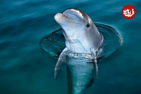 ما انسان‌ها همه‌چیزخوار هستیم؛ اما به یک دلیل هرگز نباید سراغ گوشت دلفین برویم